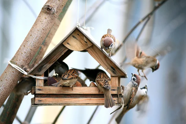 depositphotos_22164611-stock-photo-bird-feeders-tree-house-for.jpg